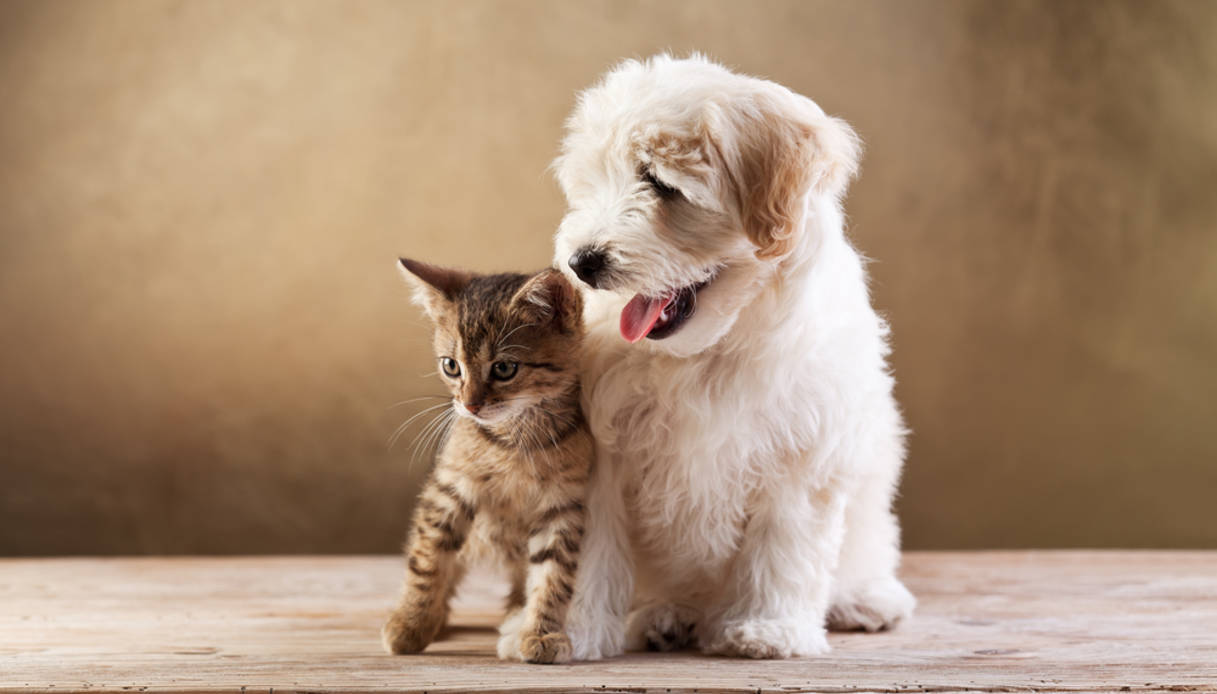 Migliori assicurazioni animali domestici Agosto 2020