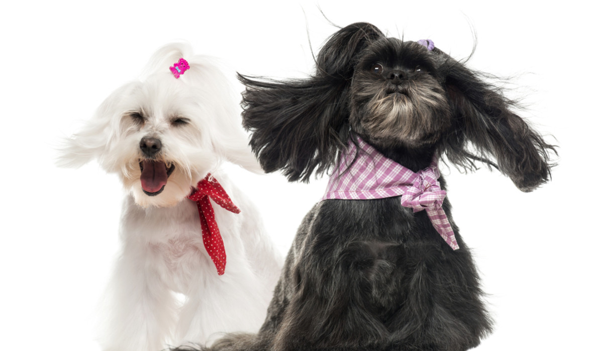 Le migliori assicurazioni animali domestici di Marzo 2020